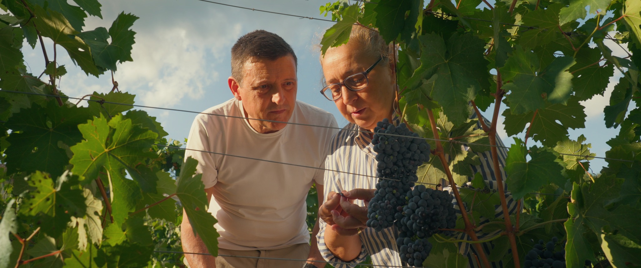Susanna and Alberto inspect a bunch of dark grapes under the vine leaves in bright summer sun.